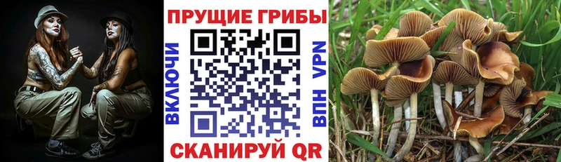 Псилоцибиновые грибы Psilocybine cubensis  сколько стоит  Каменногорск 